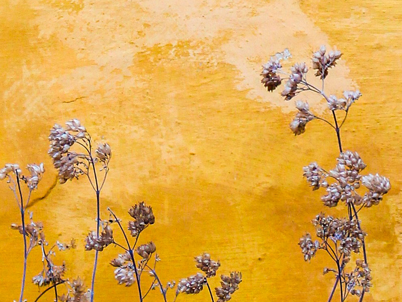 Encuentro literario: Drew Starfell